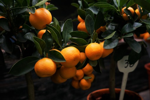 柑橘属芦柑市场价多少钱一斤?什么时候成熟上