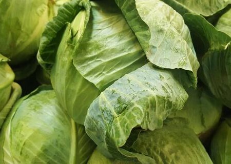 圆白菜(即卷心菜)可以生吃吗?有什么功效与作