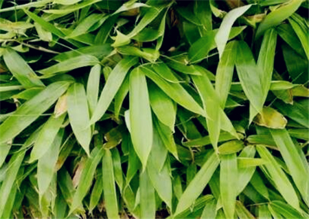 现在粽叶批发价格多少钱一斤?是什么植物的叶