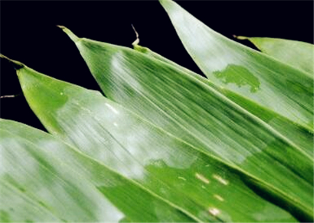 现在粽叶批发价格多少钱一斤?是什么植物的叶