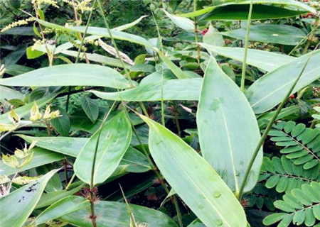 现在粽叶批发价格多少钱一斤?是什么植物的叶