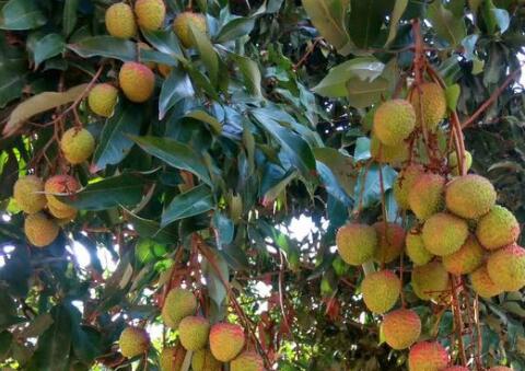 妃子笑荔枝产地是哪里?多少钱一斤?为什么叫