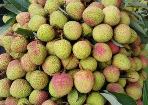 妃子笑荔枝产地是哪里?多少钱一斤?为什么叫