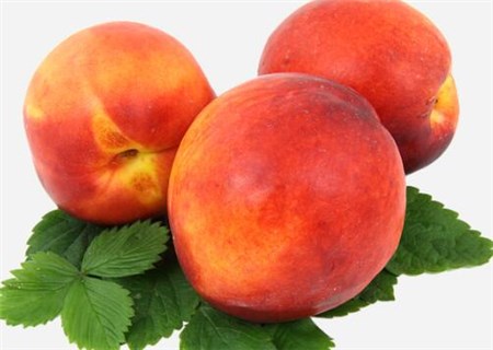 油桃(又名桃驳李)种子种植方法有哪些?热量高