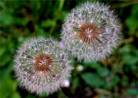 多年生草本植物蒲公英种植前景怎么样?常吃有
