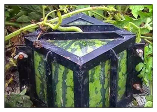 日本天价方形西瓜多少钱一斤?能吃吗?是怎么