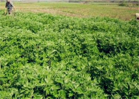 驱寒祛湿艾草什么时候收割最好?一年收割几