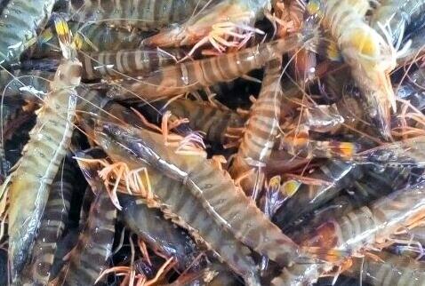 节肢动物基围虾多少钱一斤?养基围虾一亩一