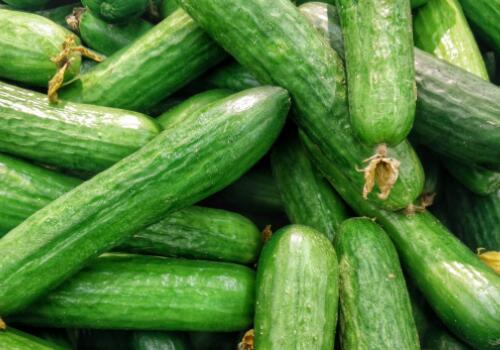 一般黄瓜开花到成熟要多久?生长周期多少天?