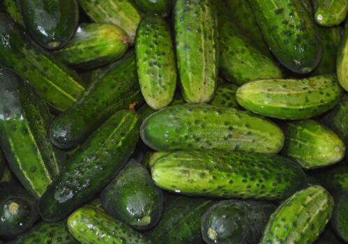 一般黄瓜开花到成熟要多久?生长周期多少天?