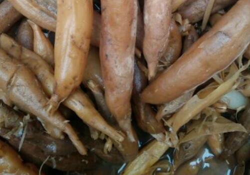 中药天冬种植前景如何?成本利润大概多少钱一