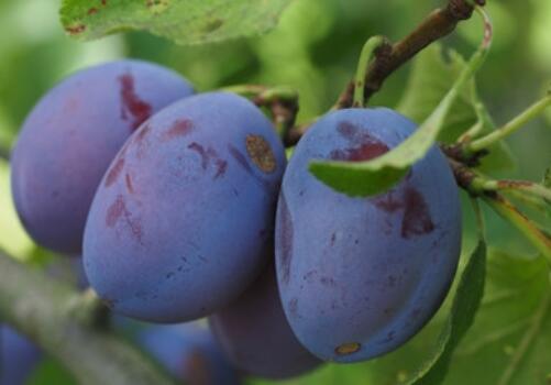 市面上的新鲜乌梅价格多少钱一斤?什么地方产