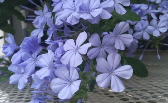 白花丹目蓝雪花的养殖方法是什么?怎么修剪?