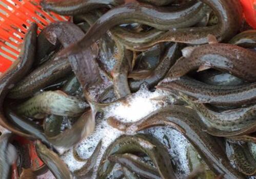 吃泥鳅需要去内脏吗?怎么杀比较快?有什么功