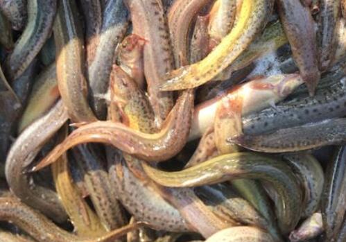 吃泥鳅需要去内脏吗?怎么杀比较快?有什么功