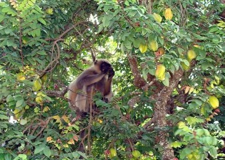 杨桃(别名洋桃)好吃吗是什么味道?需要削皮吗