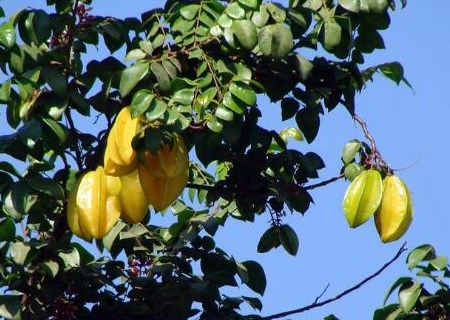 杨桃(别名洋桃)好吃吗是什么味道?需要削皮吗