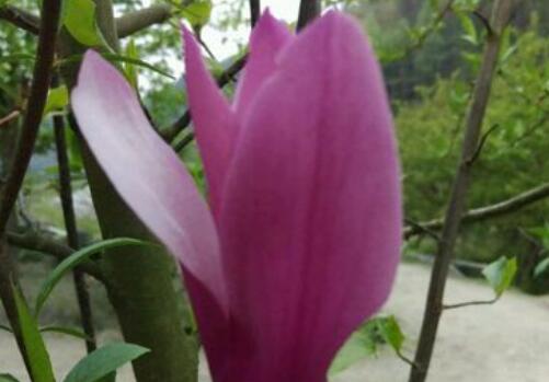 中药辛夷花价格多少钱一克?功效作用是什么?