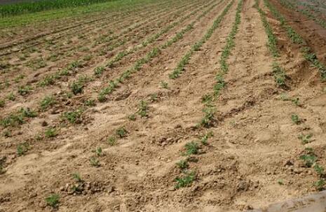 夏花生什么时间播种?高产种植技术有哪些?