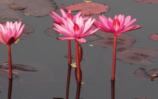 水培红睡莲的养殖方法和注意事项?花语是什么