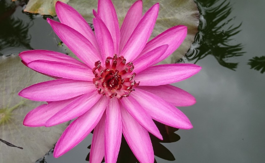 水培红睡莲的养殖方法和注意事项?花语是什么