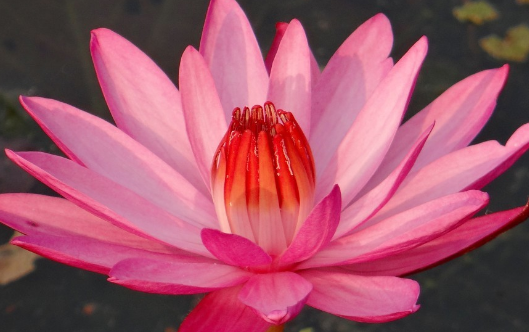 水培红睡莲的养殖方法和注意事项?花语是什么