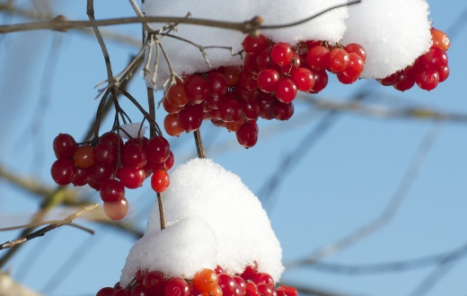 苹果属冬红果可以吃吗?有什么营养价值?怎么