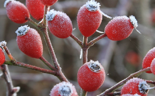 苹果属冬红果可以吃吗?有什么营养价值?怎么