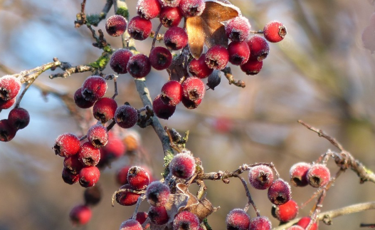 苹果属冬红果可以吃吗?有什么营养价值?怎么