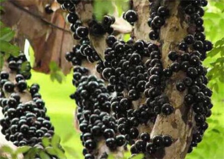 酸甜的树葡萄和嘉宝果的区别是什么?种植前景