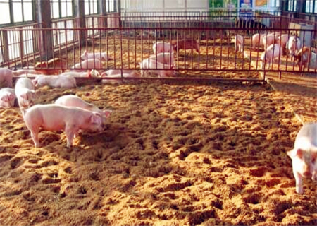 生态养猪新模式!养殖300头要投资多少钱?怎么