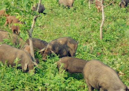 生态养猪新模式!养殖300头要投资多少钱?怎么