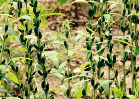 芝麻一亩地能产多少斤?秋播最佳时间在什么时