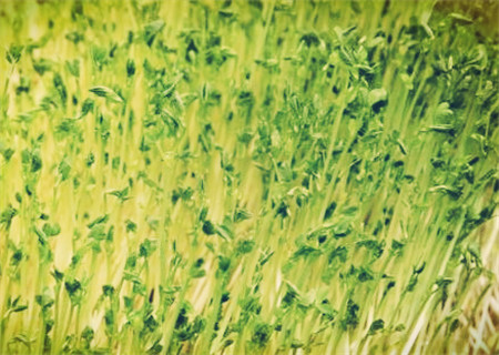 无土栽培一亩一般投入多少钱?栽培蔬菜哪些?