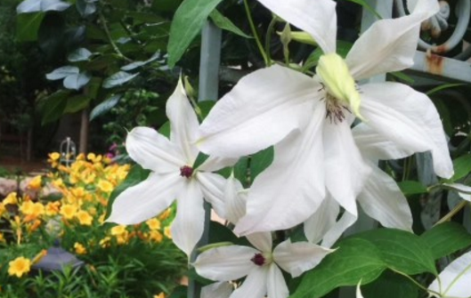 毛茛亚科铁线莲的养殖方法和注意事项?冬天养