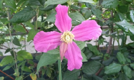 毛茛亚科铁线莲的养殖方法和注意事项?冬天养