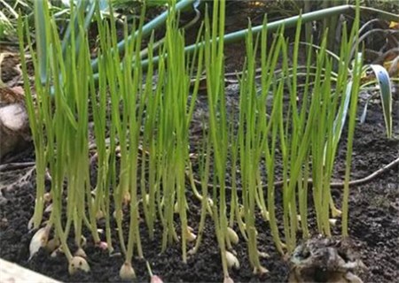 蒜苗蒜苔大蒜是什么关系?产妇能吃吗?有什么