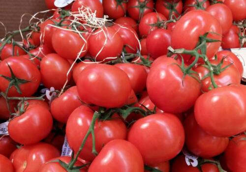 多年生草本西红柿开花到结果大概要多久?几天