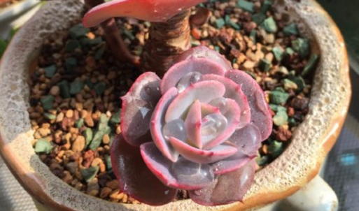 多肉植物红粉台阁和蓝粉台阁的区别是什么?开