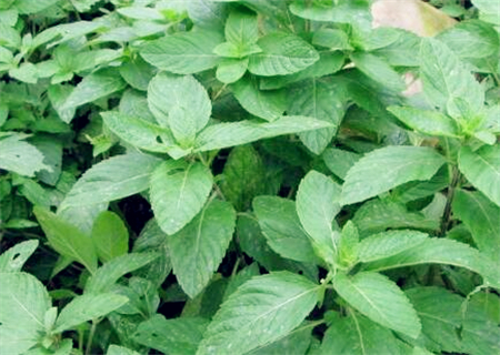 常用中药薄荷怎么种植?什么时间种植好?种植