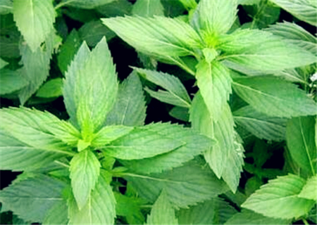 常用中药薄荷怎么种植?什么时间种植好?种植