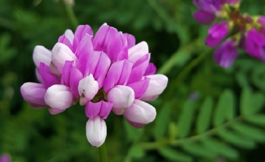 山羊豆族紫云英种子怎么播种?什么时候开花?