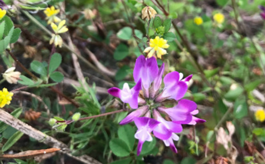 山羊豆族紫云英种子怎么播种?什么时候开花?