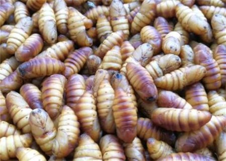 高蛋白营养品蚕蛹怎么做好吃?怎么取出来?不