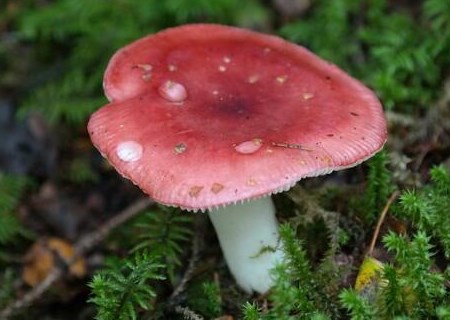 红菇(又叫红椎菌)不能和什么一起吃?怎么做好