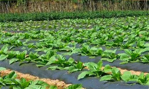 财政部、国家税务总局《关于明确烟叶税计税依