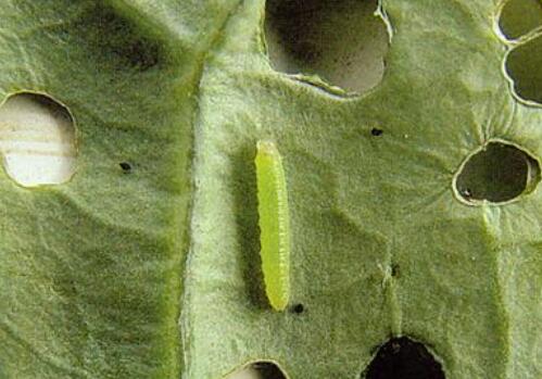 菜青虫有毒吗 它的天敌是什么 发生和防治方法有哪些 土流网