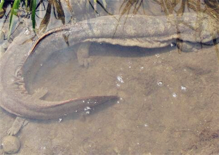 国家二级保护动物娃娃鱼价格多少钱一斤?201