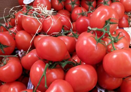 气味强烈的西红柿生吃有什么好处?热量是多少