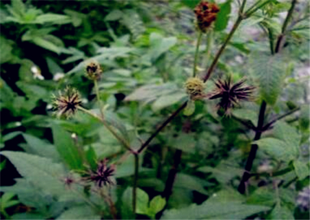 能治高血压的鬼针草(婆婆针)泡水喝有什么功效